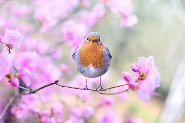 A small robin perched on a branch with pink flowers