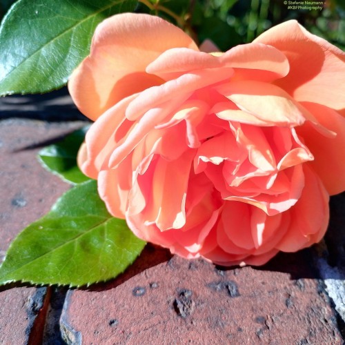 A salmon-pink rose.