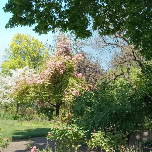 A public garden park on a sunny spring day. Behind a mass of shrubbery in the right foreground can be seen part of an expanse of green lawn, and beyond that a mass of trees with pink and white blossoms and fresh green foliage. The scene is dappled with shade cast by overhanging branches, and the sky is a cloudless pale blue. 