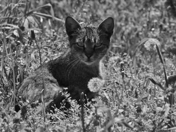 Cat, black and white, photo