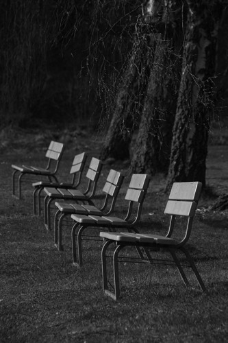 A vertical, black and white image of a row of six benches in line in front of three old birches who are just beginning to get some leaves on the thin branches hanging down over the benches. The benches are photographed from the side and the three trees in the background is leaning a bit backwards and are just visible a from the ground and a bit up. The benches are standing on the grass and are turned against the sunny side.