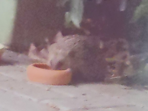 Ein unscharfer Igel futtert Igelfutter aus einer keramik Schale. 