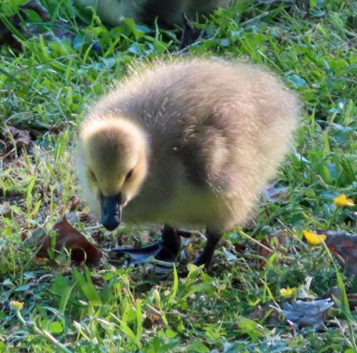 fluffy gosling pecking grass