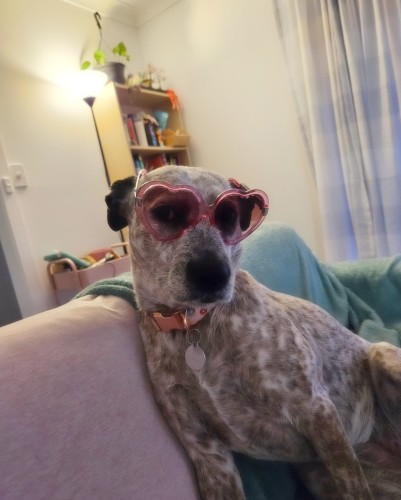 Mia, a grey spotty dog, she's sitting on the sofa looking at the camera. She's wearing a pair of sunglasses with pink heart shaped frames.

She has attitude, with a capped letter A.