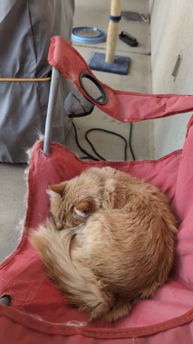 Pumpkin sleeping on a camp chair that she has claimed.