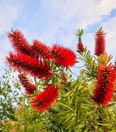 Looking upwards at the top of a "bottle brush" bush with multiple red blooms among the green leaves. The red flowers resemble the brushes used to clean the inside of bottles.