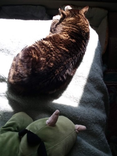 Sunshine has finally broken through the clouds and Ginza has adjusted her position on the bed to soak up the warm rays. Sadly this means Dinker Donkers has been left behind in the shadow area.