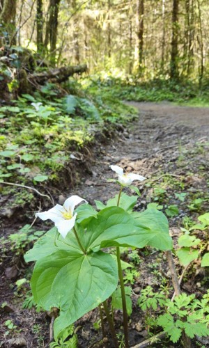 Two crisp, white trillium with broad, green leaves sprout trailside on the Mima Falls East Trail in Capitol State Forest.