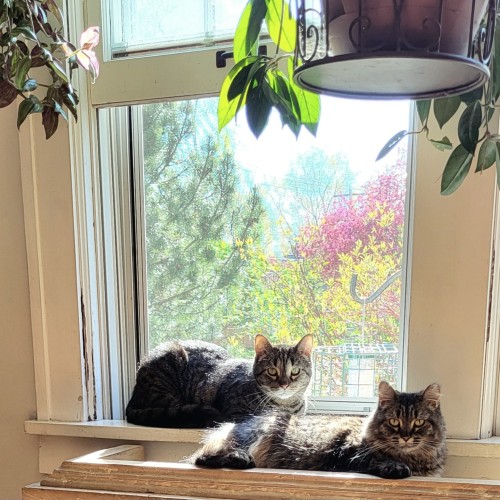 Two gray tabby cats lying down in front of an open window. Sunny shining in. Trees are budding out and blooming in the background.