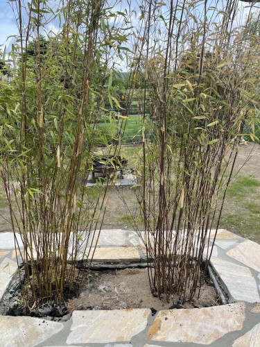 Bambuspflanzen in einem angelegten Garten mit Steinpflaster.