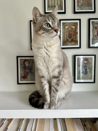 Doots, a one-eyed Lynx Point Siamese cat, sitting primly in a white bookshelf against a white wall with small medieval individually-framed postcards with illustrations from the Book of Kells on them. He is looking out the window, his head turned slightly to the right. The tops of books are visible on the shelf below him. 