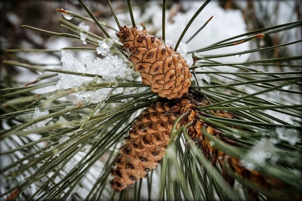 Two pine cones on a snow covered branch.
