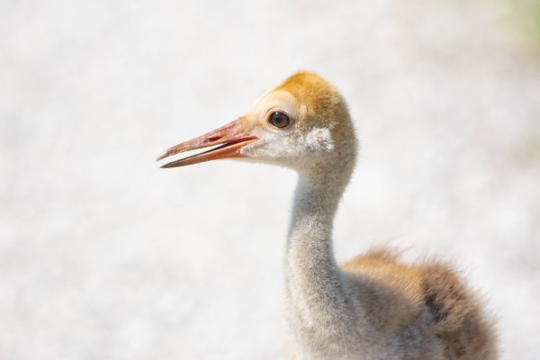 Sandhill crane chick, long orange beak, big brown eyes. Fluffy yellow head and body against a white sandy background. Even though it can't be seen in this image, they have long legs that give it the name of a colt.