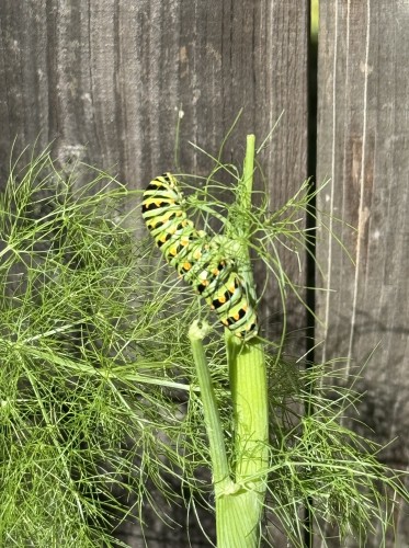 Anise Swallowtail caterpillar, later instar, big boi!! on fennel fronds