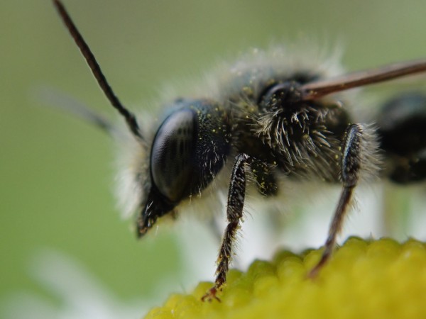 A closeup of a small, dark bee. We see only the bee's furry head and thorax clearly. The bee is standing on the yellow center of a yellow-and-white daisy.  The surface is a knobby matrix of tightly-packed unopened florets.  The Bee's wings are held horizontally, and trail from her shoulders out past the edge of the image. Her antennae are long and straight, and also extend out of the image. Her most striking feature is her large, bean-shaped eye with its thousands of tiny eyelets. Its surface looks silky and is patterned with elongated soft-edged black spots on an olive-green background.  Her legs are hairy and are  covered with tiny specks of bright yellow pollen.  Her head is lifted from the flower and she sits, motionless for the moment, contemplating something. Maybe she's deciding whether this flower warrants further investigation. Maybe she's considering the photographer.