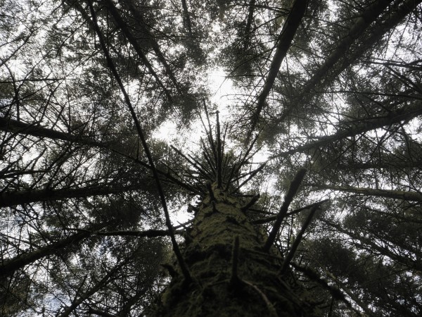 Looking up at the sky through a dense cluster of pine trees