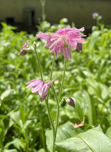 Bright pink Columbine flowers with greenery in the background.