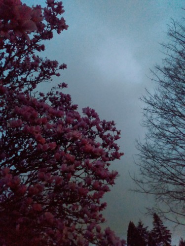 A photo of a dark, cloudy evening sky. In the foreground on the left the crown of a magnolia tree, thickly clothed in deep pink blooms.  On the right, barely intruding into the picture, the still-bare branches of a more distant maple tree.  A stand of first, just their tops showing, is more distant still at the bottom edge of the picture. The sky is the mottled blue-grey-green of covering rain clouds.
