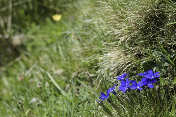 A small batch of bright blue flowers (gentians) have a tenuous hold to the mountainside. A yellow flower (blurred out in the image) is seen at the top right