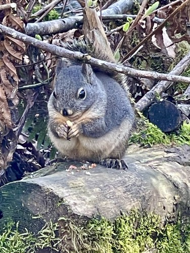 A very plump Douglas squirrel with a grayish orangish tummy