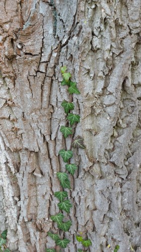 Ivy climbing up a walnut tree.