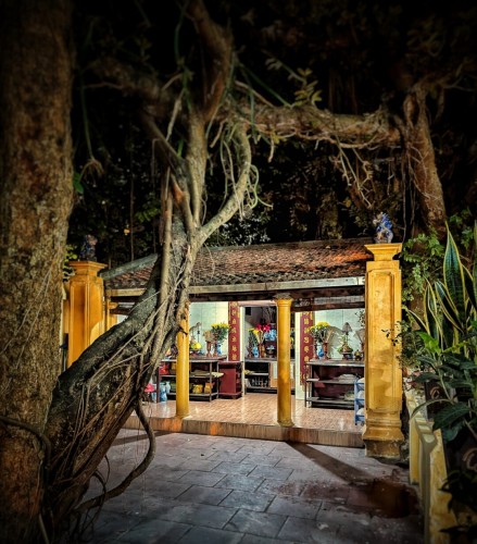 A late night photo of a small shrine building in Hanoi. We're standing at a small entry gate that opens onto a tiled courtyard. On our left in the immediate foreground is a small banyan tree with a jutting limb covered in twisting aerial roots. The building itself is small but tidy. We can see tables to the right and left of the main altar. They have shelves beneath where we can see plates and stacks of joss money. On top, we see incense coils, incense sticks, flowers, and trays of fruit. Empty vases sit along the floor. They appear to be both offerings and supplies for those who may arrive to pray.