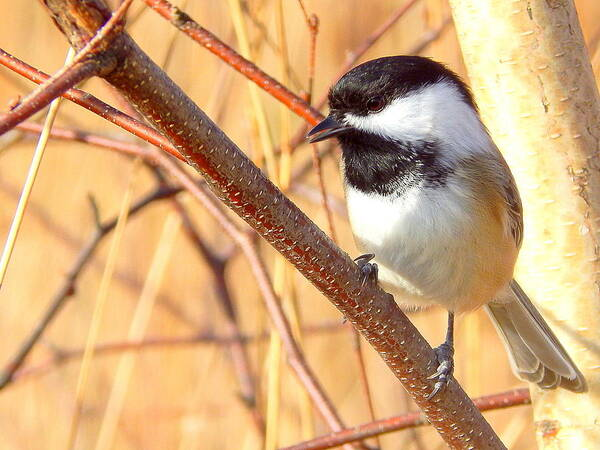 A close up portrait of a Black-Capped Chickadee perched on a bare branch.