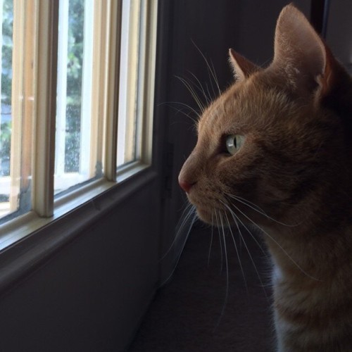 A side-view closeup of an orange tabby shorthair from the chest up.  He's looking out the bottom glass panes of a door to the sunlit, outside world.  Picture is very dark inside and his green eye and white whiskers stand out nicely.  The inside of his ear is pink as is his nose and there is a flash of the white hair he has running down his chest.
