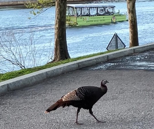 Turkey on a path near a Duck Boat in the Water near the Museum of Science