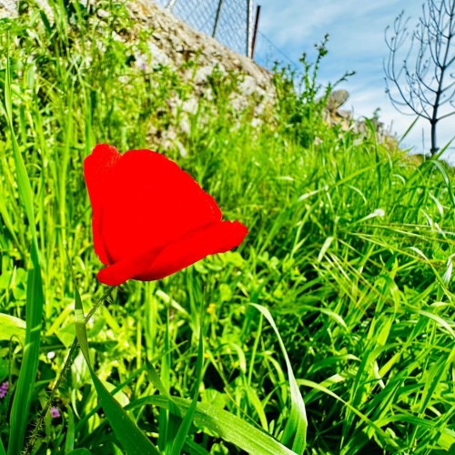 Amapola roja destacando sobre un campo de hierba alta verde, con un árbol sin hojas al fondo bajo un cielo azul.