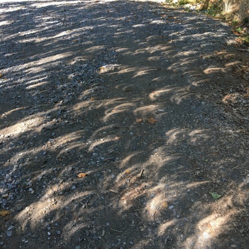Crescent shaped sunlight on the ground, from eclipse light through leaves