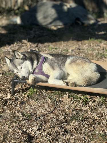 Husky dog napping on her cot in our back yard. 