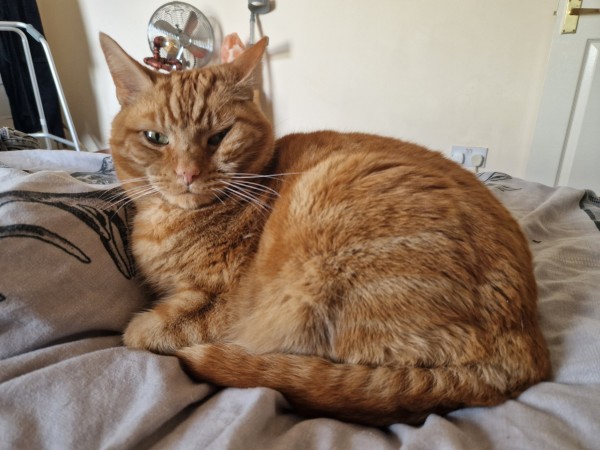 Colin, an orange cat, in a kind of loaf on a bed. One eye is closed, the other is warily open. One ear is alert, the other is pointing backwards.