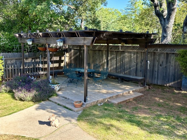 A shot of my backyard on a beautiful spring morning. The lavender is still blooming next to a wooden pergola on raised concrete. My dog, Loki, is sitting on the sun-warmed sidewalk, surveying his world, not a care in the world