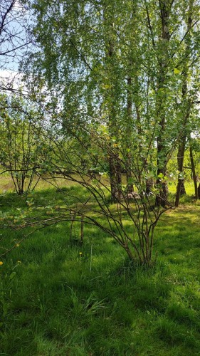 Photo of a big juicy green lawn near a pond. There are few bushes with almost naked branches and group of birch trees. There are also some dandelions. Sky is visible through tree branches and scene is well lit by sun.