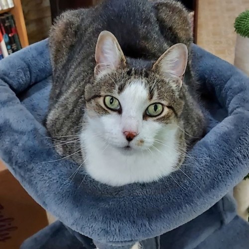 A tabby and white cat with green eyes sits atop a blue cat castle.
