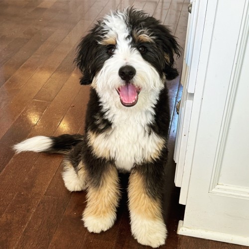 A black, white, and tan bernadoodle puppy