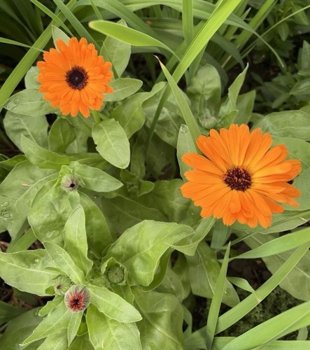 Two bright orange flowers with dark centers, surrounded by green foliage.