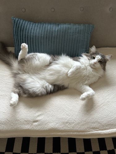 Thor, a fluffy bicolor grey and white half-Ragdoll cat, lying on a cream blanket on a grey sofa, exposing his angelic belly for you to pet it. Behind him is a turquoise pillow. 