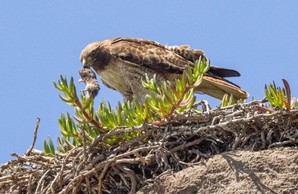 A red-tailed hawk perched on the top of a cliff with a small Botta's pocket gopher in its beak