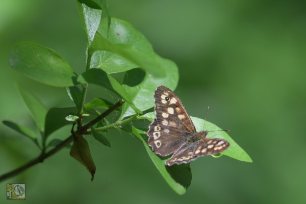 a small brown butterfly with creamy yellow spots and black 'eye' dots on its upper wing