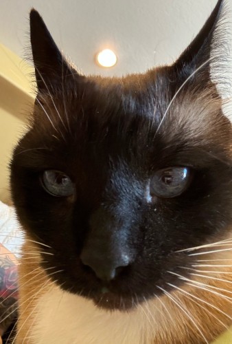 Extreme close up of a Siamese cat with ears pointed 
