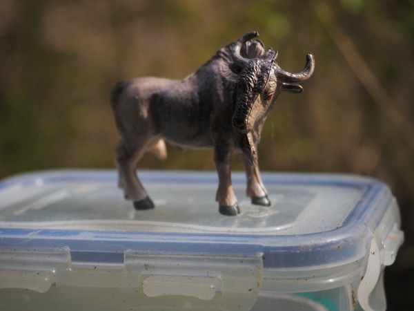 A plastic ox standing on top of a geocache container.