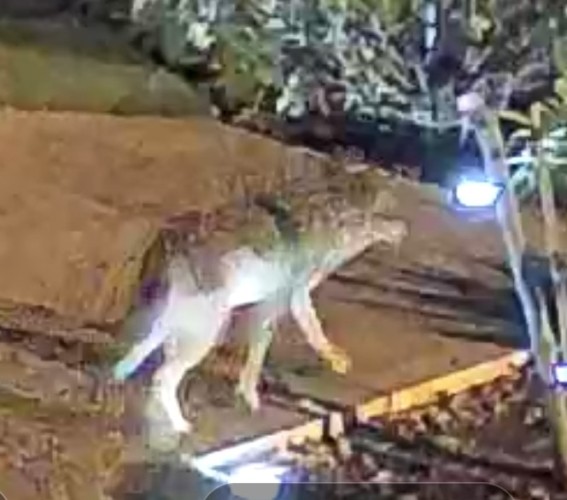Coyote lit hy yard lights. Healthy looking fur, but blurry due to low light and magnification. Walking on a cement walk.