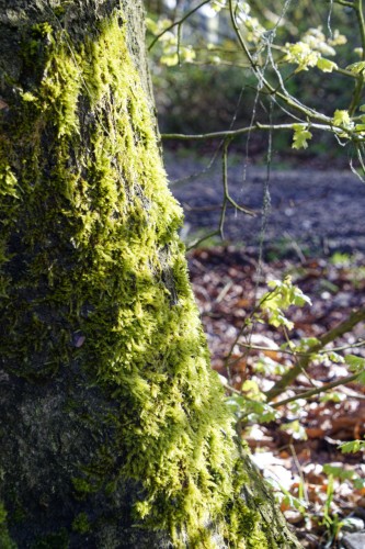 Moss is covering the lower trunk of a tree. The moss is backlit by the sun.