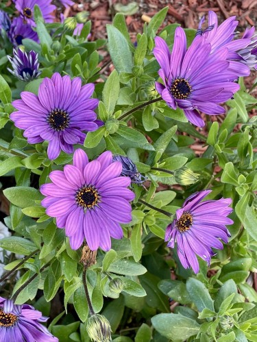 Purple African daisy flowers with a green leafy background.