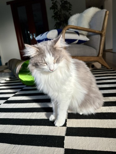 Thor, a fluffy bicolor grey and white half-Ragdoll cat, sitting on the ubiquitous IKEA Stockholm black and white striped rug, squinting into the sunshine. 