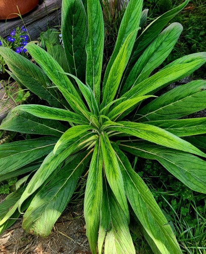 Ecnium. Beautiful green leafy plant.