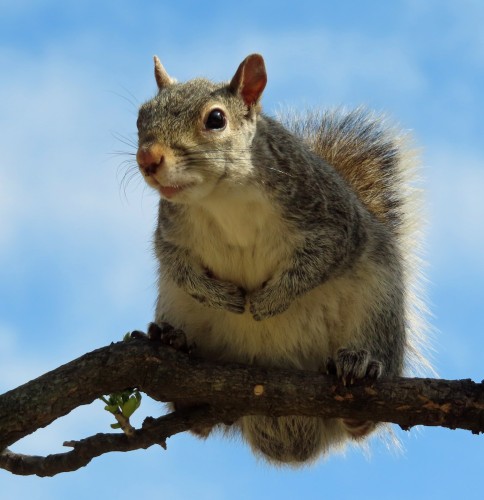 gray squirrel on branch against blue sky 