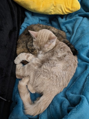 Two kittens sleeping together